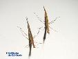 Didymocorypha lanceolata - Couple