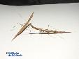 Didymocorypha lanceolata - Couple