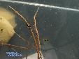 Didymocorypha lanceolata - Female