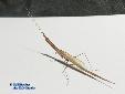 Didymocorypha lanceolata - Male