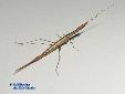 Didymocorypha lanceolata - Male