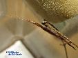 Didymocorypha lanceolata - Male