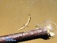 Didymocorypha lanceolata - L2