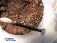 Didymocorypha lanceolata - L2