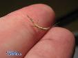 Didymocorypha lanceolata - L3