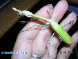 Empusa fasciata - Female