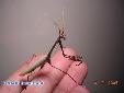 Empusa fasciata - Male