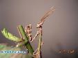 Empusa fasciata - Male