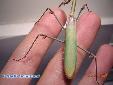 Empusa fasciata - Female in spring