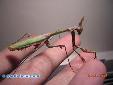 Empusa fasciata - Female in spring