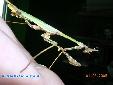 Empusa fasciata - Female in spring