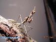 Empusa fasciata - Female