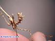 Empusa fasciata - Female