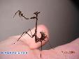 Empusa fasciata - Male