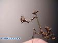 Empusa fasciata - Male