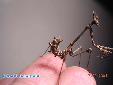Empusa fasciata - Male