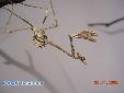 Empusa fasciata - Male