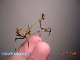 Empusa fasciata - Male
