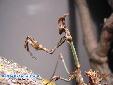 Empusa fasciata - Male