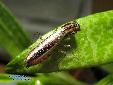 Ephestiasula pictipes - Female