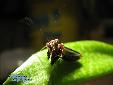 Ephestiasula pictipes - Female