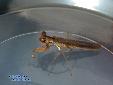 Ephestiasula pictipes - Male