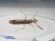 Ephestiasula pictipes - Male