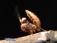 Ephestiasula pictipes - L2