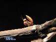 Ephestiasula pictipes - L2