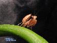 Ephestiasula pictipes - Male
