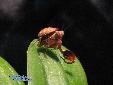 Ephestiasula pictipes - Male