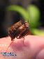 Ephestiasula pictipes - Male
