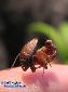 Ephestiasula pictipes - Male