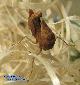 Ephestiasula pictipes - Subadult