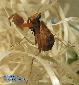Ephestiasula pictipes - Subadult
