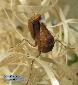 Ephestiasula pictipes - Subadult