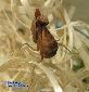 Ephestiasula pictipes - Subadult