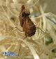 Ephestiasula pictipes - Subadult