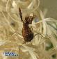 Ephestiasula pictipes - Subadult
