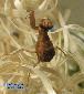 Ephestiasula pictipes - Subadult