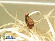 Ephestiasula pictipes - Male