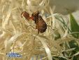 Ephestiasula pictipes - Male