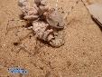 Eremiaphila braueri - Couple