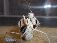 Eremiaphila braueri - Female