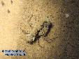Eremiaphila spec. - Couple