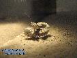 Eremiaphila spec. - Couple