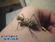 Eremiaphila spec. - Female