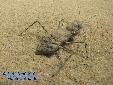 Eremiaphila spec. - Female