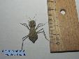 Eremiaphila spec. - Female