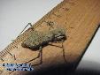 Eremiaphila spec. - Female